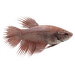 Bojovnica pestrá samica - Betta splendens female