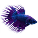 Bojovnica pestrá samec - Betta splendens male