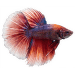 Bojovnica pestrá samec - Betta splendens male