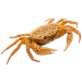Krab panter – Parathelphusa panterina