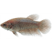 Bojovnica pestrá samica - Betta splendens special