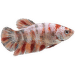 Bojovnica pestrá samica - Betta splendens special