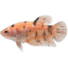 Bojovnica pestrá samica - Betta splendens special