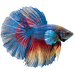 Bojovnica pestrá samec Colour - Betta splendens Colour