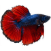 Bojovnica pestrá samec Colour - Betta splendens Colour
