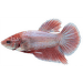 Bojovnica pestrá samica - Betta splendens Colour