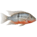 Cichlida červenohrdlá – Cichlasoma meeki
