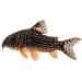 Pancierniček Sterbov – Corydoras sterbai