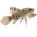 Motýlkovec africký - Pantodon buchholzi