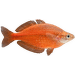 Duhovka lososová – Glossolepis incisus