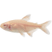 Tetra kosočtverečná albín – Hemigrammus caudovittatus albin
