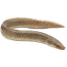 Hrotočelec – Mastacembelus sp.