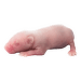 Myší holátko