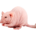 Potkan NUNU - Rattus norvegicus NUNU