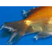 Средство для лечения рыбок – Tetra Medica Gold Oomed, 100 мл