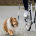 Pavada velosipēdam – Biker Set Trixie