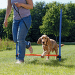 Adžiliti šķērslis suņiem – TRIXIE Dog Activity Agility Hurdle, 123 x 115 cm, Blue/Orange
