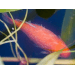 Средство для лечения рыбок – Tetra Medica Gold Oomed, 100 мл
