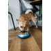 Miska Dog Fantasy s dvojitou stenou tyrkysová 22cm 2100ml