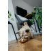 Miska Dog Fantasy s dvojitou stenou rosegold 12cm 376ml