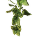 Rostlina EXO TERRA Amapallo malá 32 cm