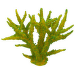 Декор для аквариума - Aqua Excellent Sea Coral, Soft Green, 16 x 12,5 x 13,5 см