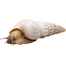 Slimák Brotia – Brotia Herculea