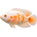 Cichlida pávia albín - Astronotus ocellatus albino