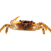 Krab panter – Parathelphusa panterina