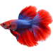 Bojovnica pestrá samec Colour - Betta splendens Colour