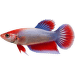 Bojovnica pestrá samica - Betta splendens Colour