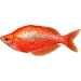 Aterínka lososová – Glossolepis incisus