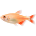 Tetra kosočtverečná albín – Hemigrammus caudovittatus albin