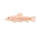 Pancéřníček kropenatý albín XL – Hoplosternum thoracatum albin