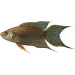 Rájovec dlouhoploutvý – Macropodus opercularis Colour
