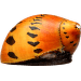 Neritina Zebra – Neritina paralella Colour