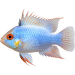 Cichlidka Ramirezova Colour – Mikrogeophagus ramirezi Colour