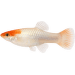 Paví očko Special samec – Poecilia reticulata Special