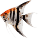 Skalár amazonský – Pterophyllum scalare Special