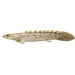 Bichir senegalský – Polypterus senegalus