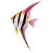 Skalára vysoká XL – Pterophyllum altum XL