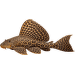 Krunýřovec velkoploutvý XL – Pterygoplichthys gibbiceps XL