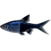 Razbora klínoskvrnná Colour – Rasbora heteromorpha Colour