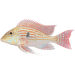 Perleťovka – Geophagus sp.