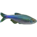 Tetra Fredcochuova - Boehlkea fredcochui