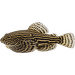 Sevelie pruhovaná – Sewellia lineolata