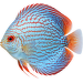 Terčovec XL – Symphysodon XL