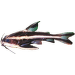 Tŕňovec bielopruhý - Platydoras costatus