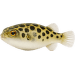 Čtverzubec zelený – Tetraodon nigroviridis