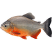 Piraňa rostlinožravá – Colossoma brachypomum